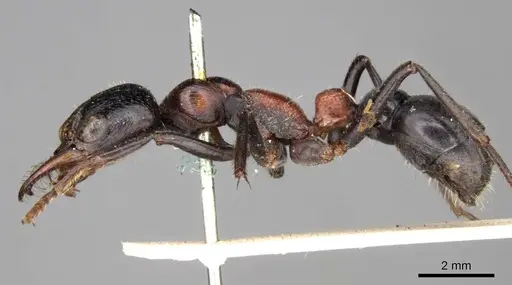 Myrmecia aberrans specimen CASENT0914029 image casent0914029_3