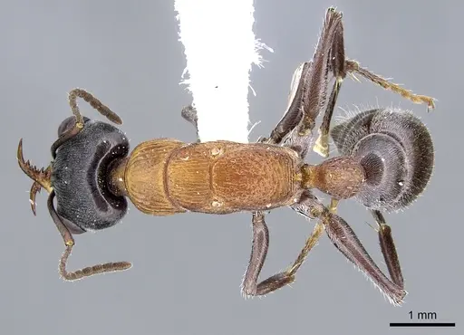 Myrmecia acuta specimen CASENT0902811 image casent0902811_1