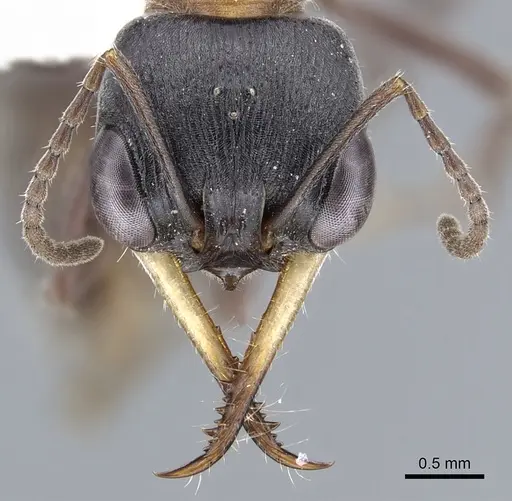 Myrmecia acuta specimen CASENT0902811 image casent0902811_2