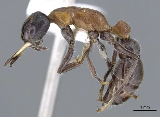 Myrmecia acuta specimen CASENT0902811 image casent0902811_3