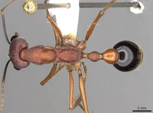 Myrmecia analis specimen CASENT0914014 image casent0914014_1
