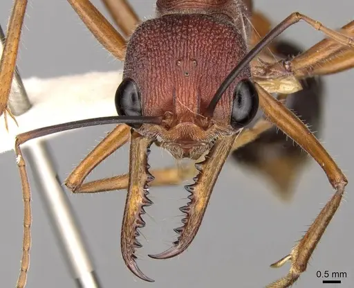 Myrmecia analis specimen CASENT0914014 image casent0914014_2