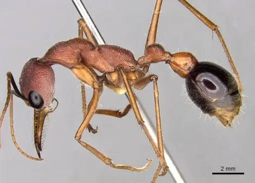 Myrmecia analis specimen CASENT0914014 image casent0914014_3