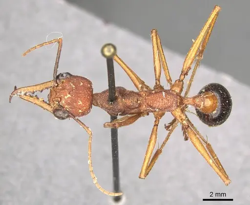 Myrmecia analis specimen CASENT0915831 image casent0915831_1