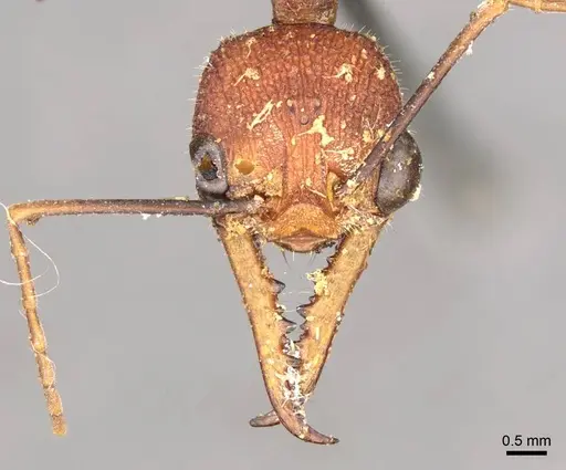 Myrmecia analis specimen CASENT0915831 image casent0915831_2