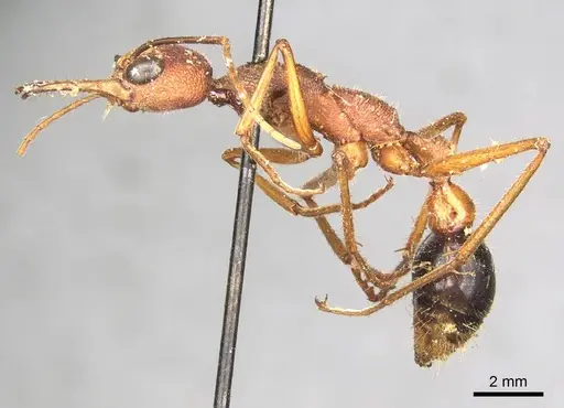 Myrmecia analis specimen CASENT0915831 image casent0915831_3