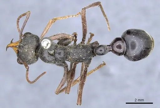 Myrmecia apicalis specimen CASENT0903788 image casent0903788_1