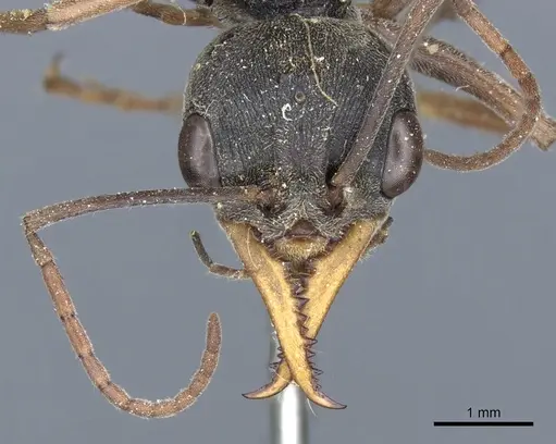 Myrmecia apicalis specimen CASENT0903788 image casent0903788_2