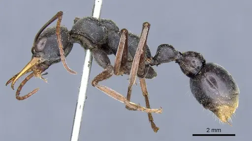 Myrmecia apicalis specimen CASENT0903788 image casent0903788_3