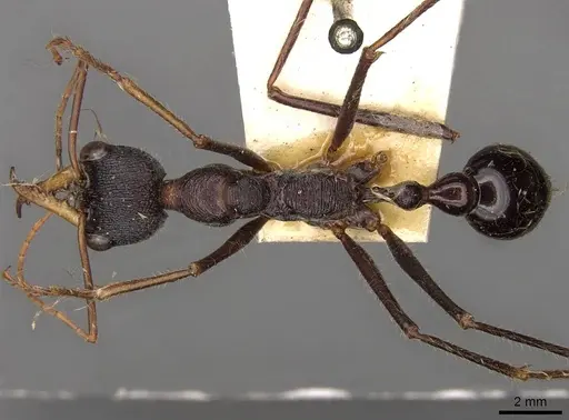Myrmecia arnoldi specimen CASENT0914017 image casent0914017_1