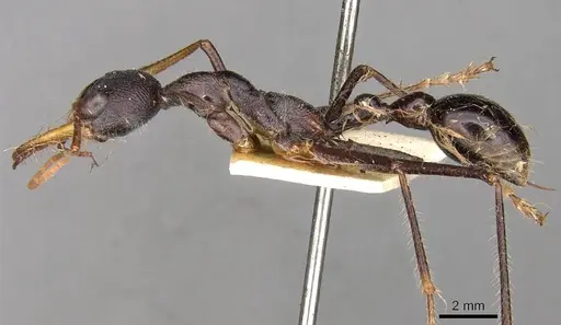 Myrmecia arnoldi specimen CASENT0914017 image casent0914017_3