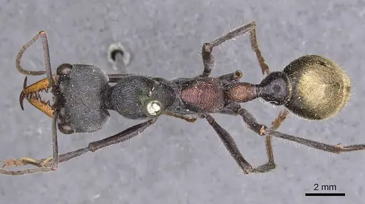 Myrmecia athertonensis specimen CASENT0907075 image casent0907075_1