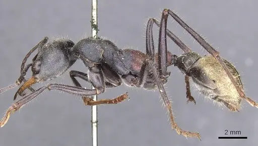 Myrmecia athertonensis specimen CASENT0907075 image casent0907075_3