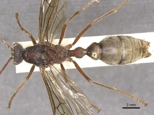 Myrmecia auriventris specimen CASENT0902789 image casent0902789_1