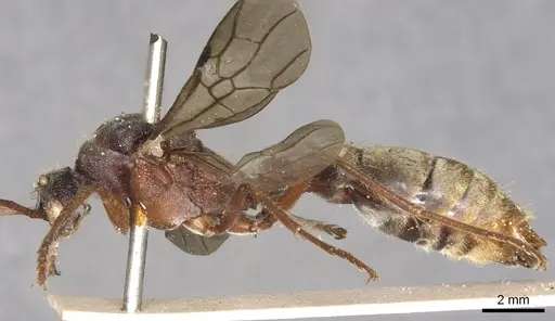 Myrmecia auriventris specimen CASENT0902789 image casent0902789_4