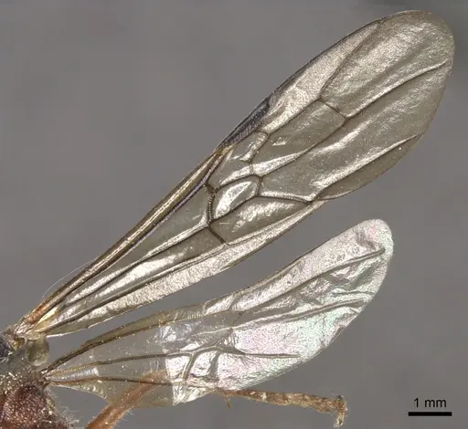 Myrmecia auriventris specimen CASENT0902789 image casent0902789_5