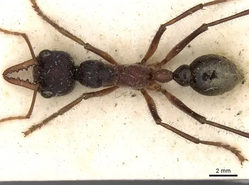 Myrmecia auriventris specimen CASENT0914015 image casent0914015_1