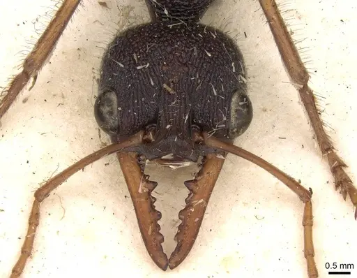 Myrmecia auriventris specimen CASENT0914015 image casent0914015_2