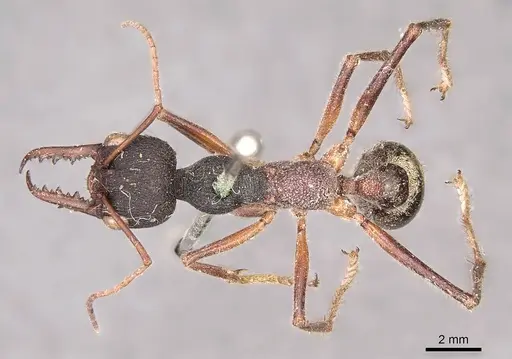 Myrmecia auriventris specimen CASENT0915832 image casent0915832_1