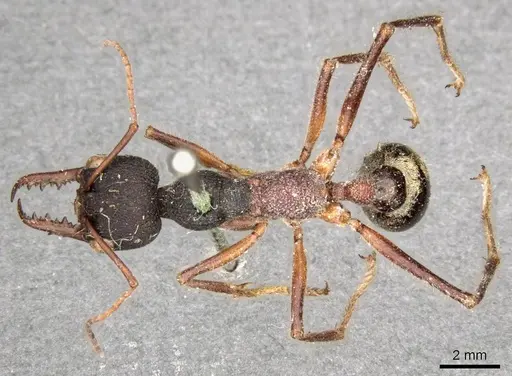 Myrmecia auriventris specimen CASENT0915832 image casent0915832_2