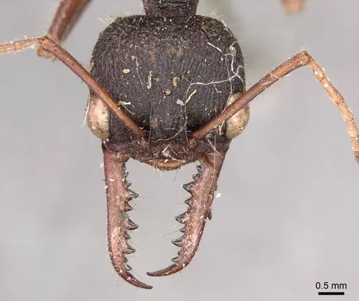 Myrmecia auriventris specimen CASENT0915832 image casent0915832_3