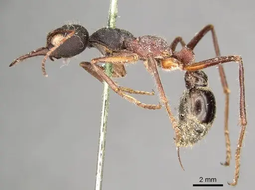 Myrmecia auriventris specimen CASENT0915832 image casent0915832_4