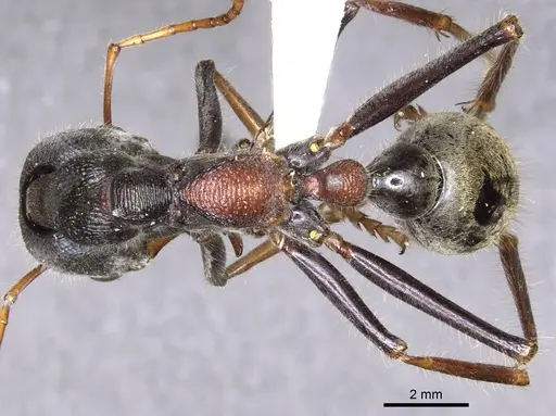 Myrmecia borealis specimen CASENT0902791 image casent0902791_1