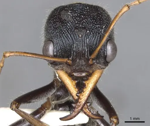 Myrmecia borealis specimen CASENT0902791 image casent0902791_2