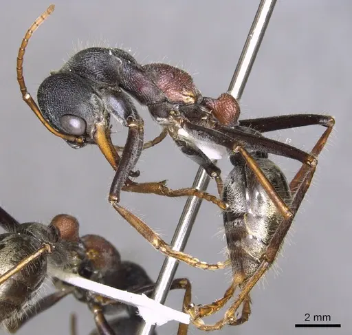 Myrmecia borealis specimen CASENT0902791 image casent0902791_3
