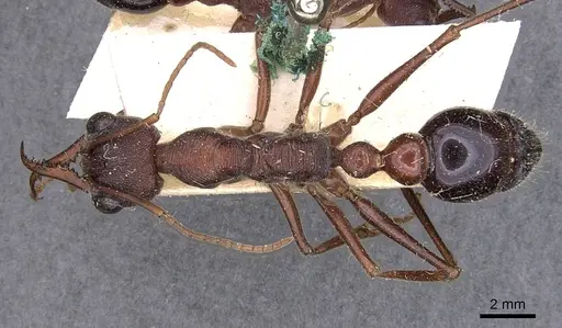 Myrmecia brevinoda specimen CASENT0907079 image casent0907079_1