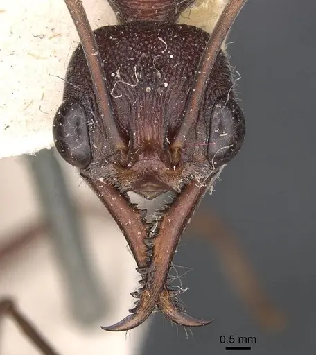 Myrmecia brevinoda specimen CASENT0907079 image casent0907079_2