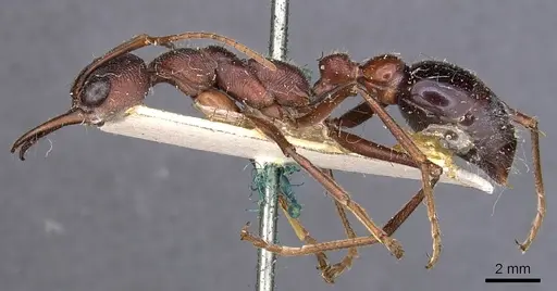 Myrmecia brevinoda specimen CASENT0907079 image casent0907079_3