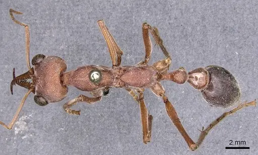 Myrmecia brevinoda specimen CASENT0907081 image casent0907081_1
