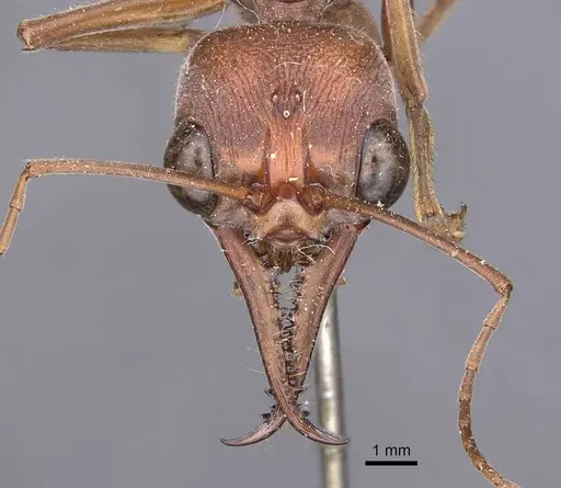 Myrmecia brevinoda specimen CASENT0907081 image casent0907081_2