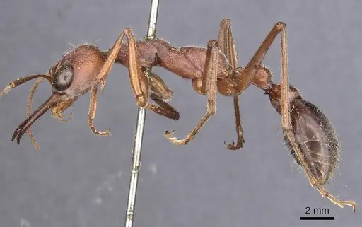 Myrmecia brevinoda specimen CASENT0907081 image casent0907081_3