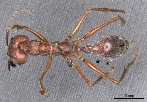 Myrmecia brevinoda specimen CASENT0907092 image casent0907092_1