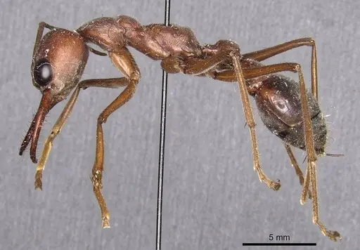 Myrmecia brevinoda specimen CASENT0907092 image casent0907092_3