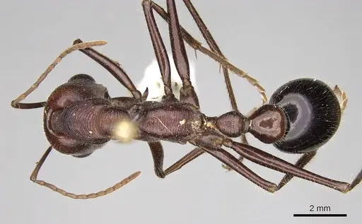 Myrmecia brevinoda specimen CASENT0914025 image casent0914025_1