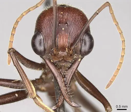 Myrmecia brevinoda specimen CASENT0914025 image casent0914025_2