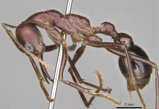 Myrmecia brevinoda specimen CASENT0914025 image casent0914025_3