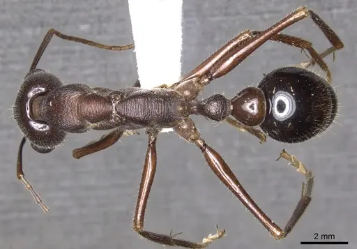 Myrmecia browningi specimen CASENT0902792 image casent0902792_1