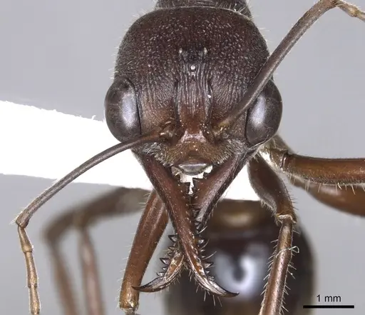 Myrmecia browningi specimen CASENT0902792 image casent0902792_2