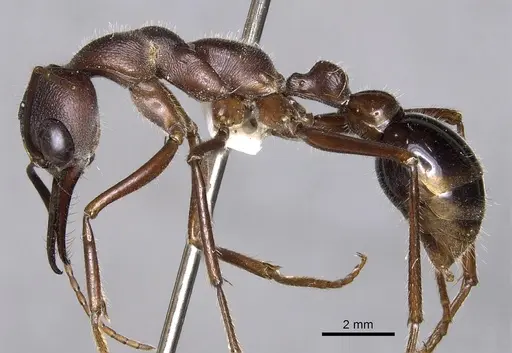 Myrmecia browningi specimen CASENT0902792 image casent0902792_3