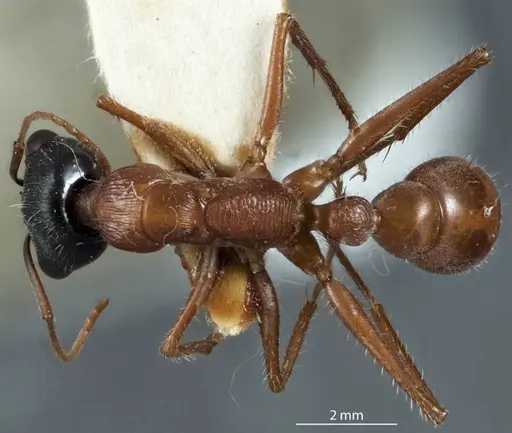 Myrmecia callima specimen JDM32-002400 image jdm32-002400_1