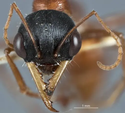Myrmecia callima specimen JDM32-002400 image jdm32-002400_2