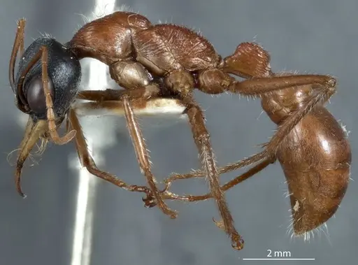 Myrmecia callima specimen JDM32-002400 image jdm32-002400_3