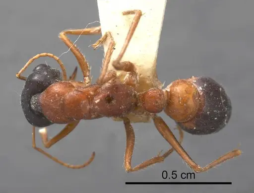 Myrmecia cephalotes specimen ANTWEB1008278 image antweb1008278_1