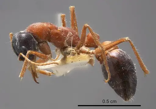 Myrmecia cephalotes specimen ANTWEB1008278 image antweb1008278_2
