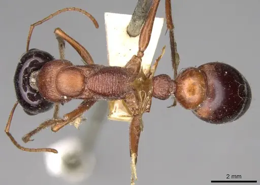 Myrmecia cephalotes specimen CASENT0914028 image casent0914028_1