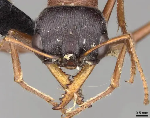 Myrmecia cephalotes specimen CASENT0914028 image casent0914028_2